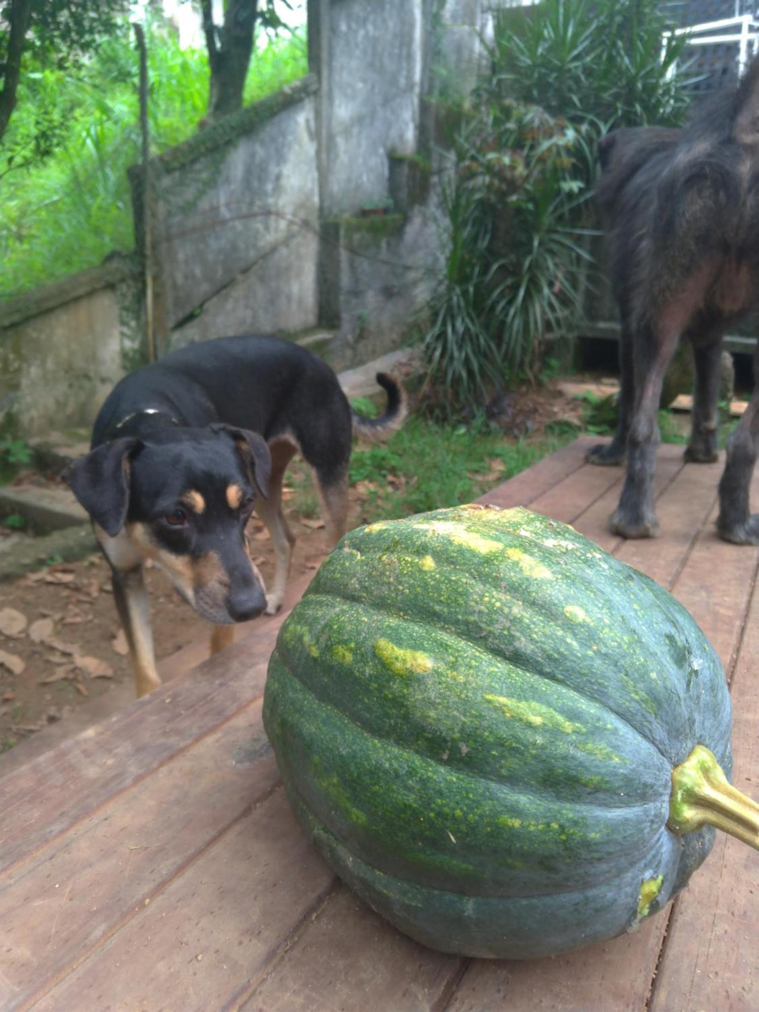 Rio National Park H&C Bed & Breakfast Rio de Janeiro Luaran gambar